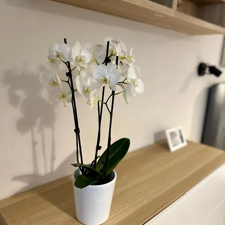 Serenity * Burgas City